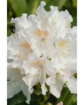 Рододендрон Каннінгемс Уайт | Рододендрон Каннингемс Уайт | Rhododendron Cunningham`s White